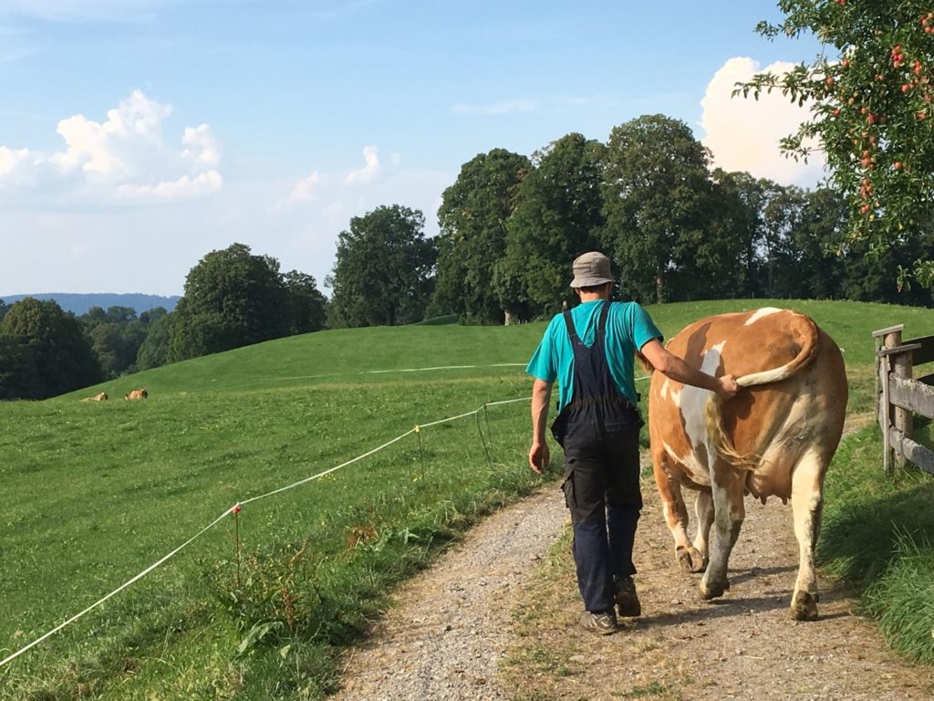 Fotowettbewerb Milchhof - lebendige Viehwirtschaft auch auf kleinen Höfen
