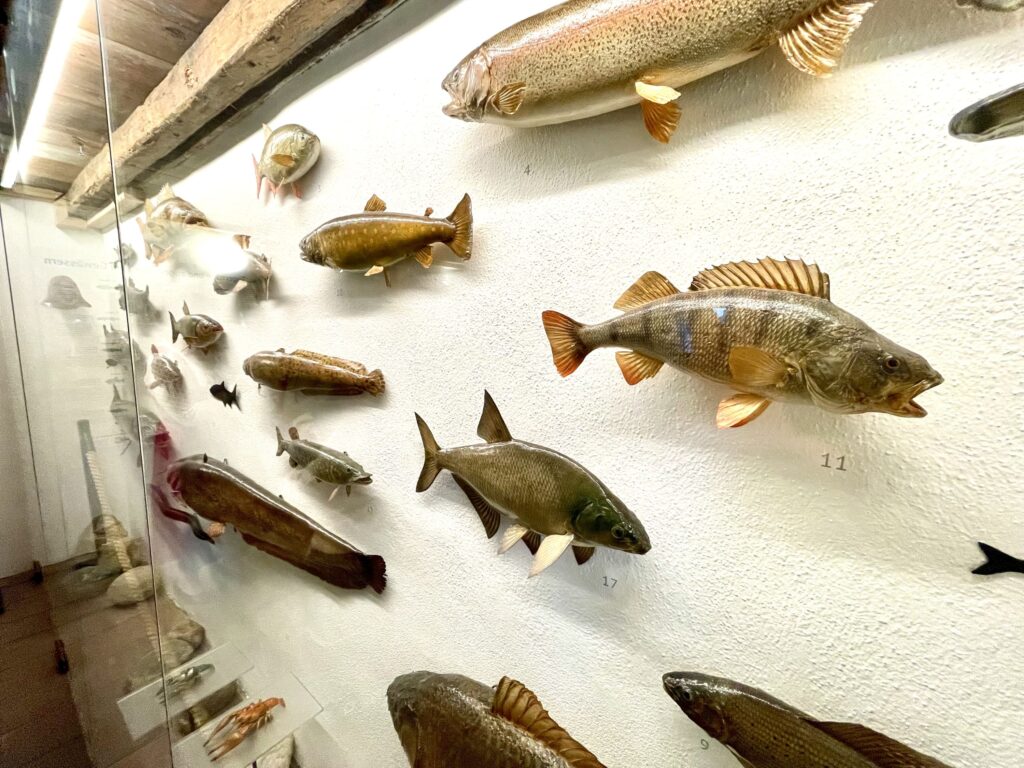 Blick in die Ausstellung - Jagerhaus Fischereiverein